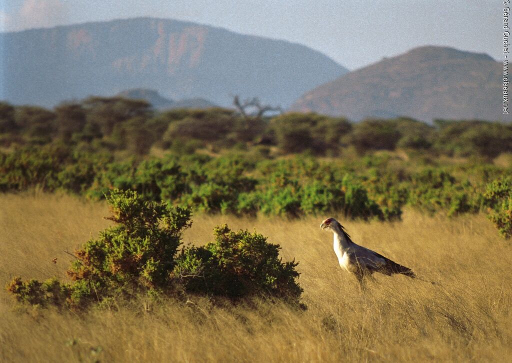 Secretarybird