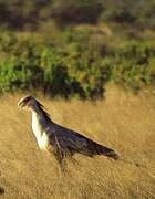 Secretarybird