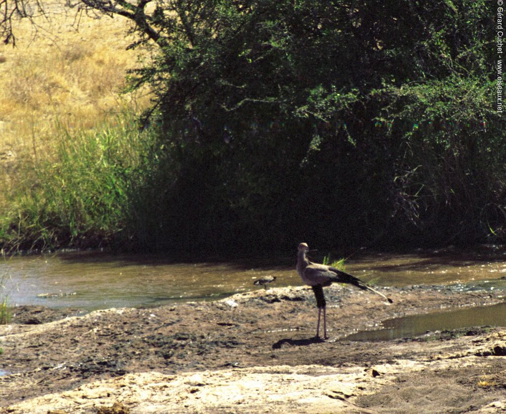 Secretarybird