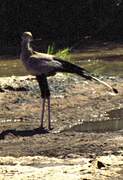 Secretarybird