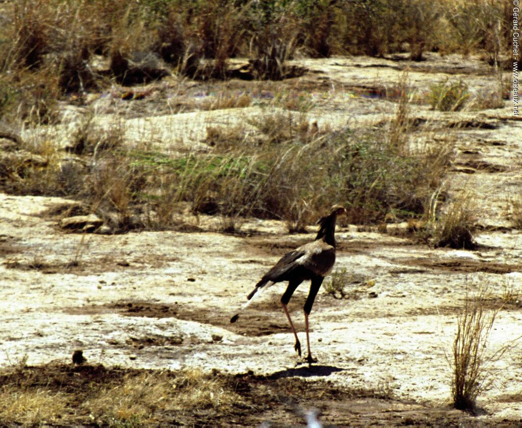 Secretarybird