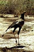 Secretarybird