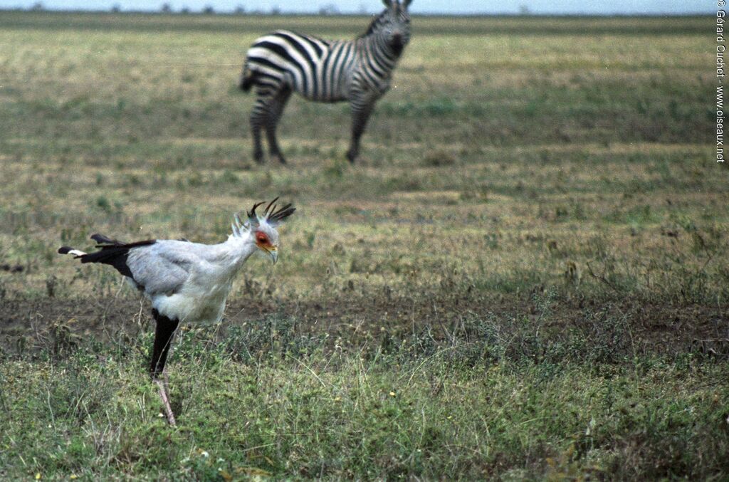 Secretarybird