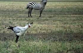 Secretarybird