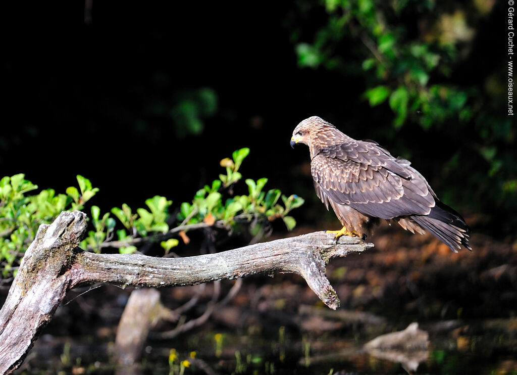 Black Kite