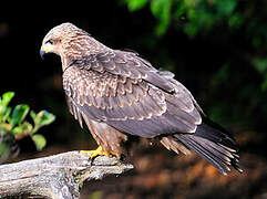 Black Kite