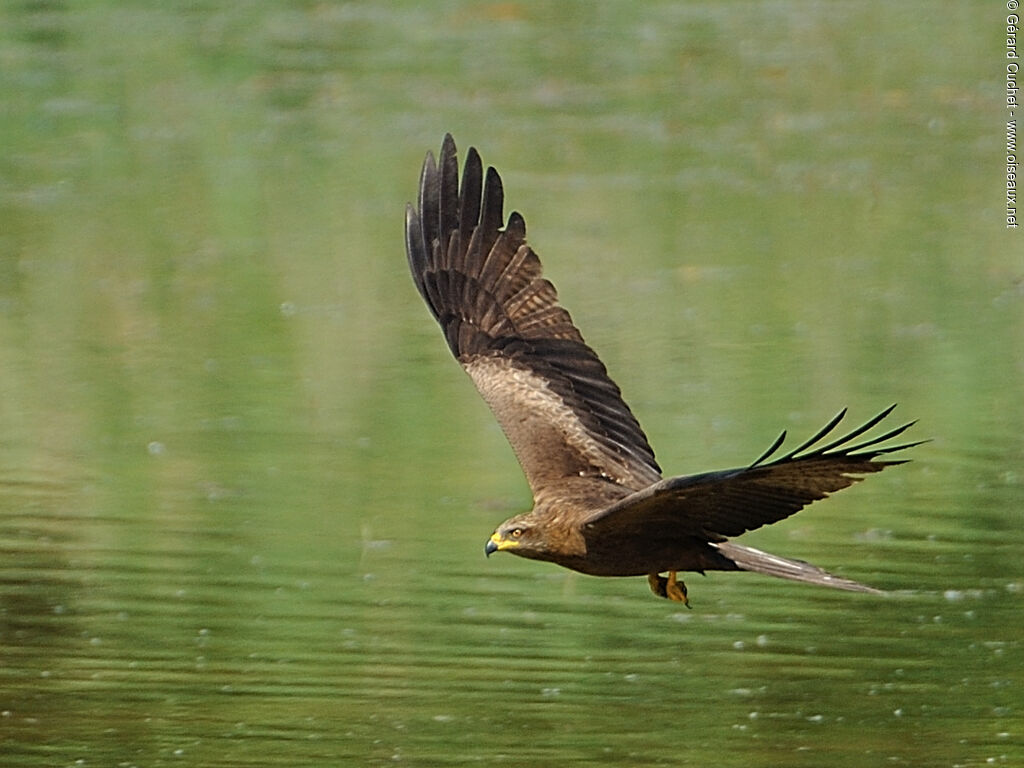 Black Kite