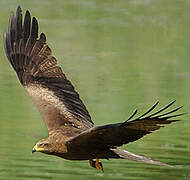 Black Kite