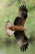 Black Kite