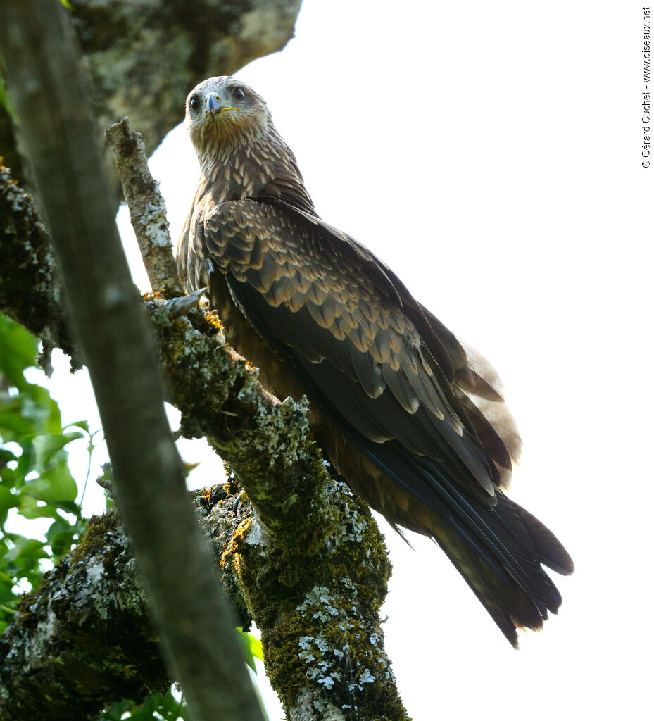 Black Kite, aspect