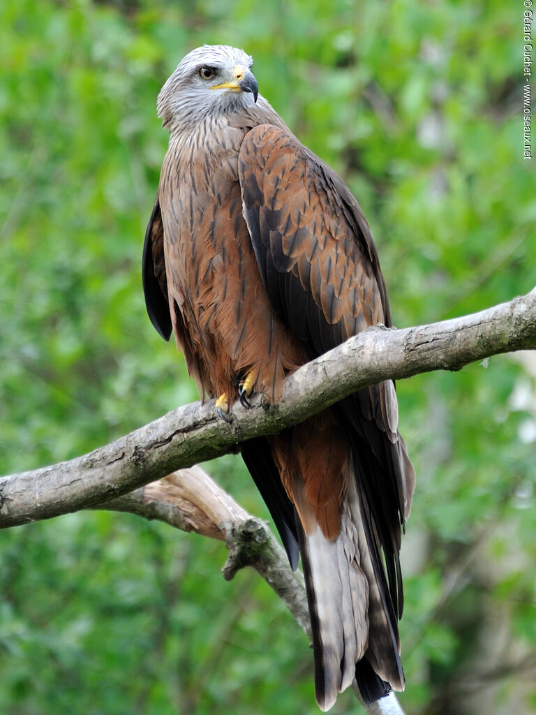 Red Kite