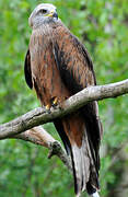 Red Kite