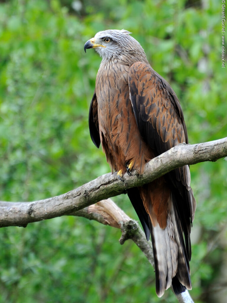 Red Kite