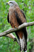 Red Kite