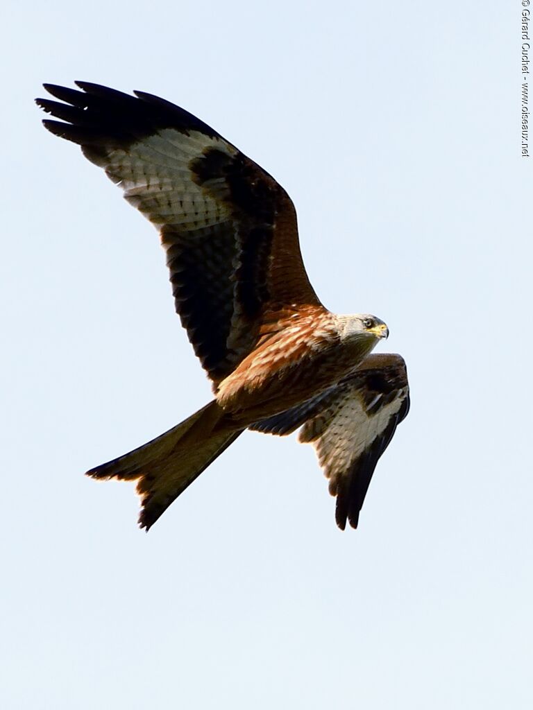 Red Kite