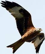 Red Kite