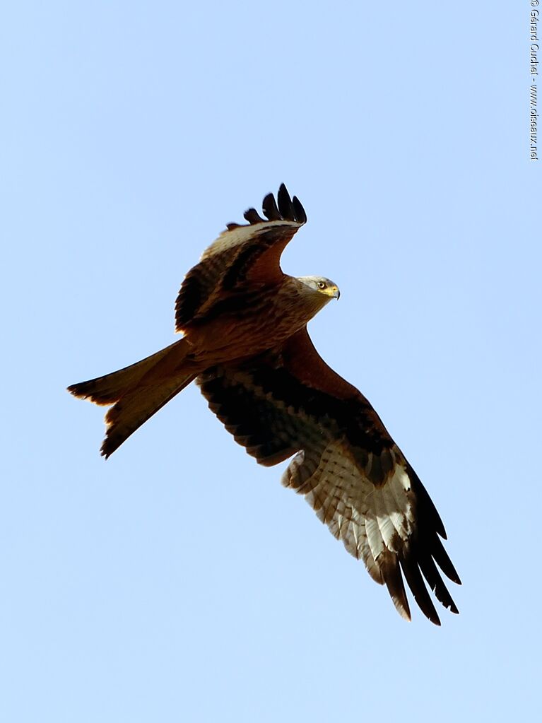 Red Kite