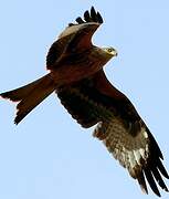 Red Kite