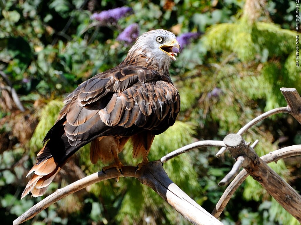 Red Kite