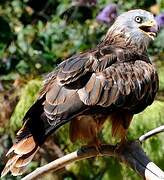 Red Kite