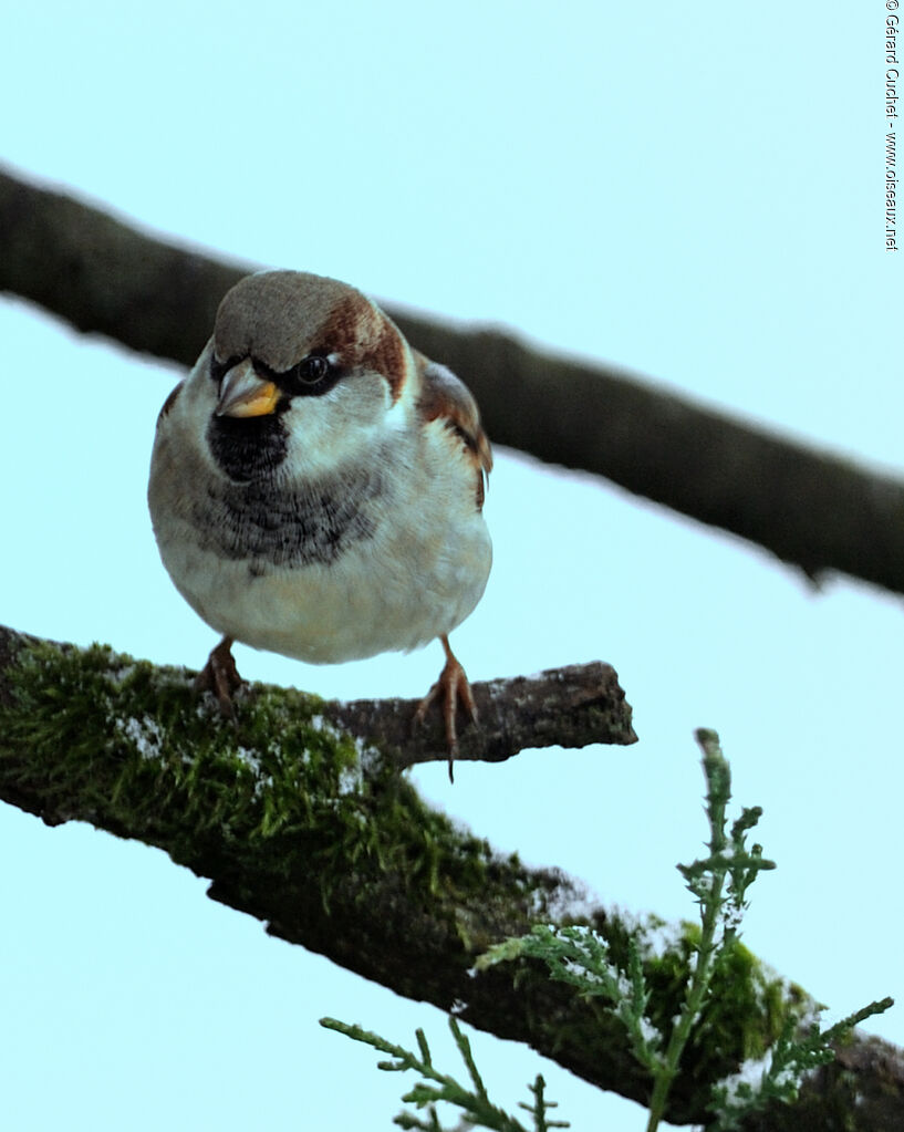 Moineau domestique mâle