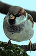 Moineau domestique