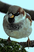 House Sparrow