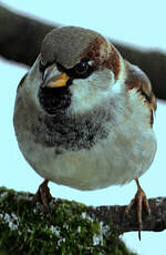 Moineau domestique