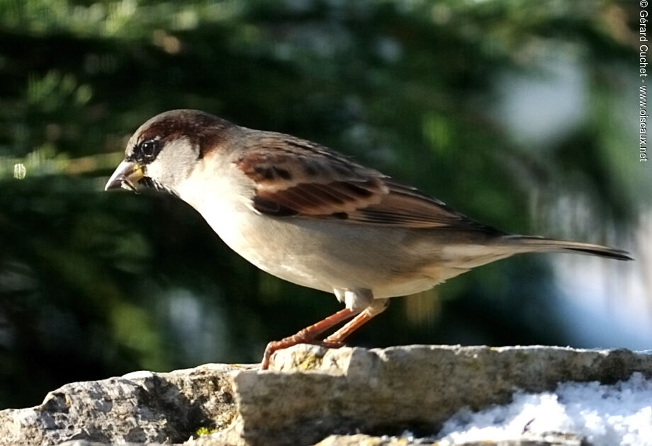 House Sparrow male