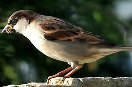 House Sparrow