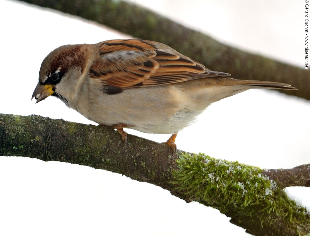 House Sparrow male