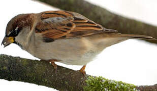 House Sparrow