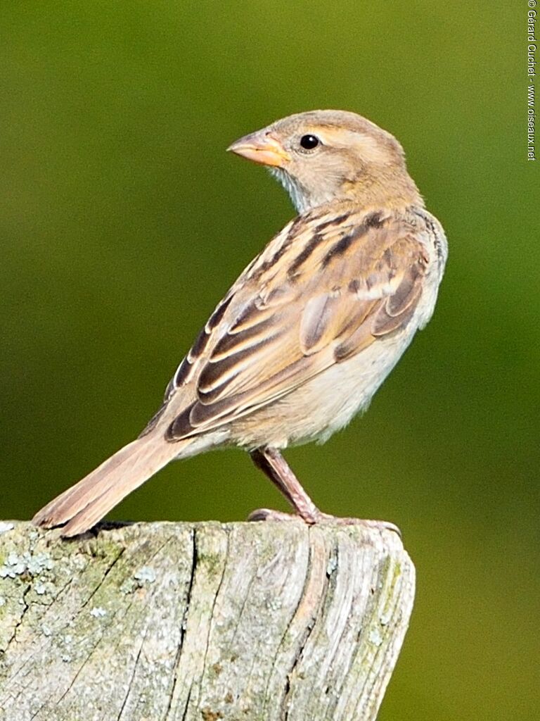 House Sparrow female