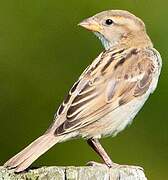 House Sparrow