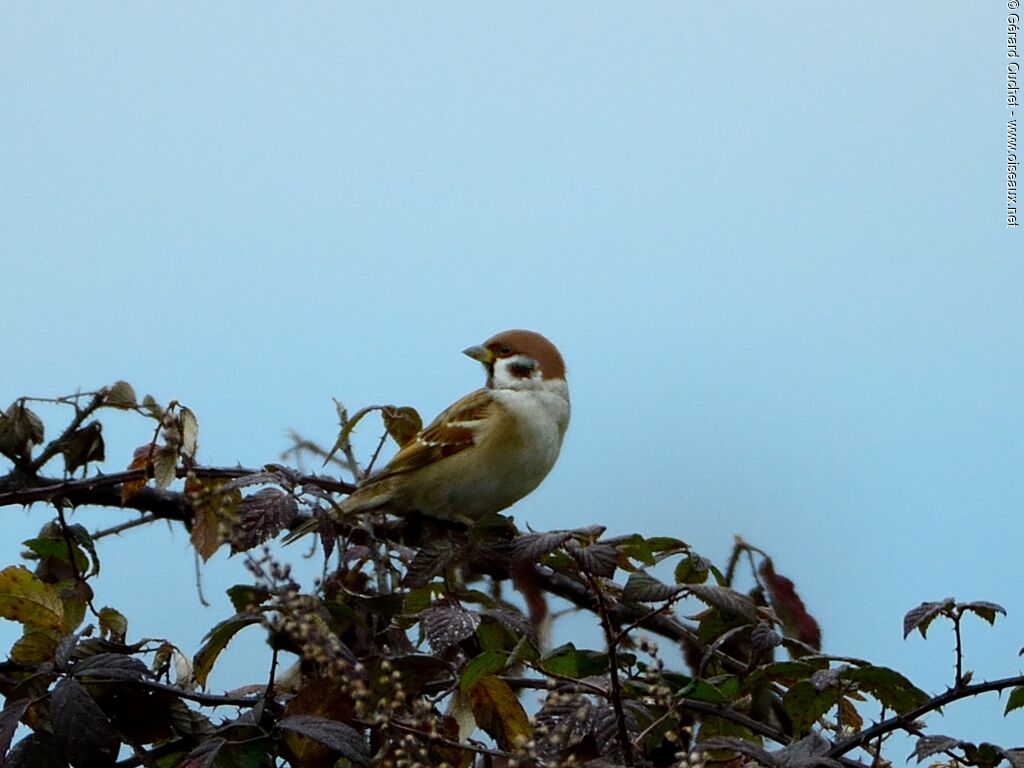 Eurasian Tree Sparrow