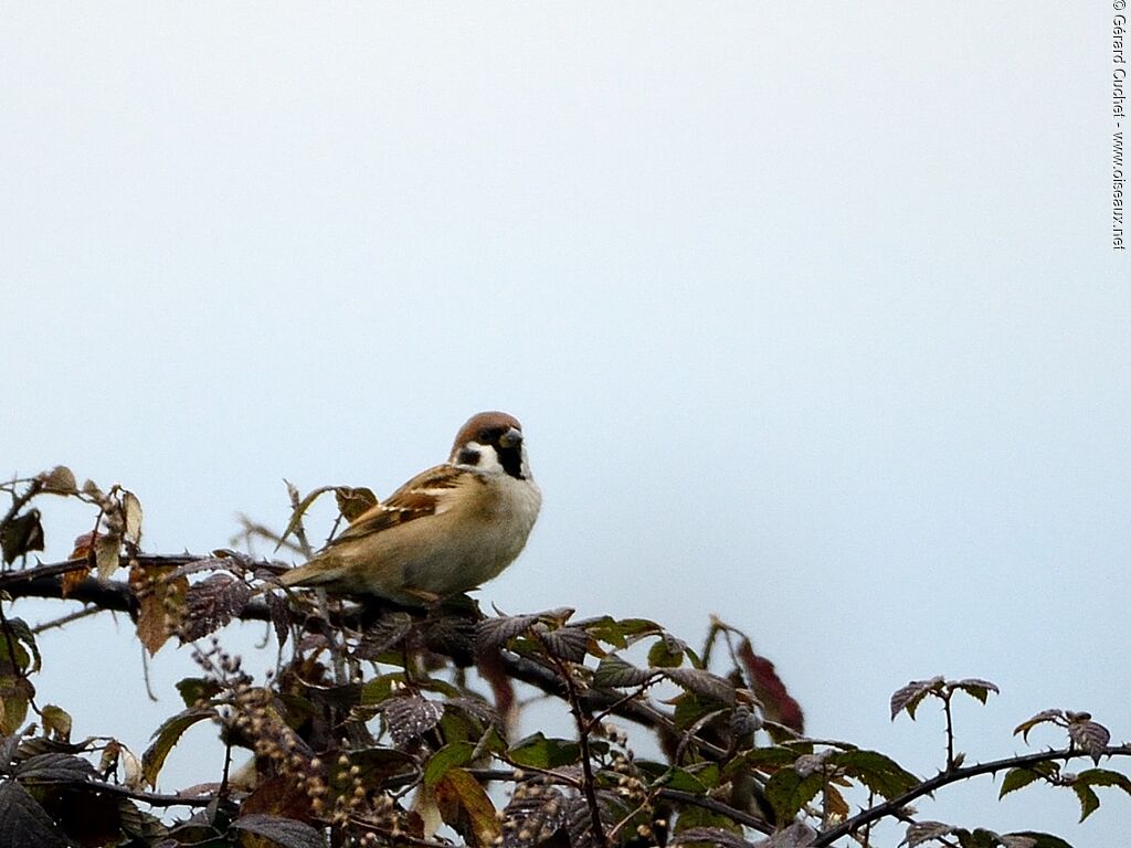 Eurasian Tree Sparrow