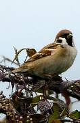 Eurasian Tree Sparrow