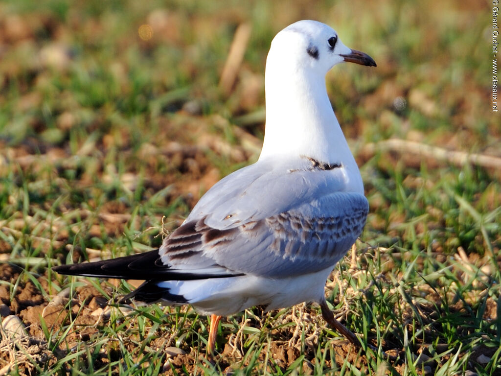 Mouette rieuse