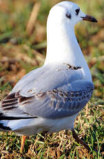 Mouette rieuse