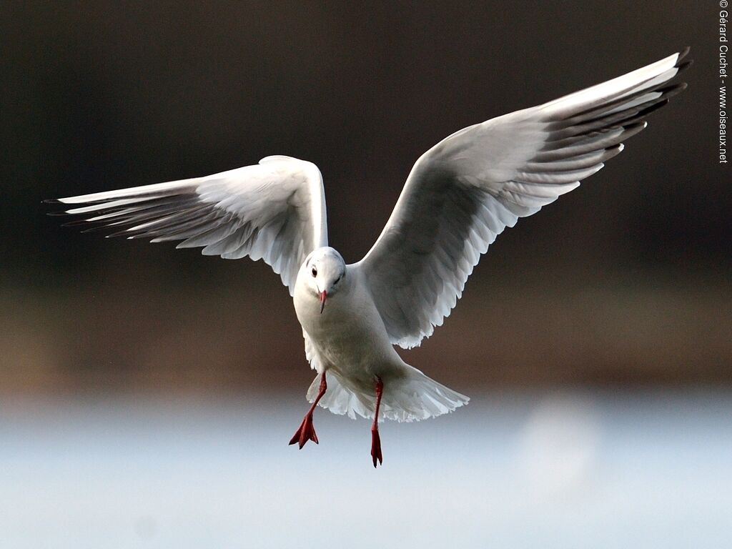 Black-headed Gull