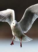 Black-headed Gull