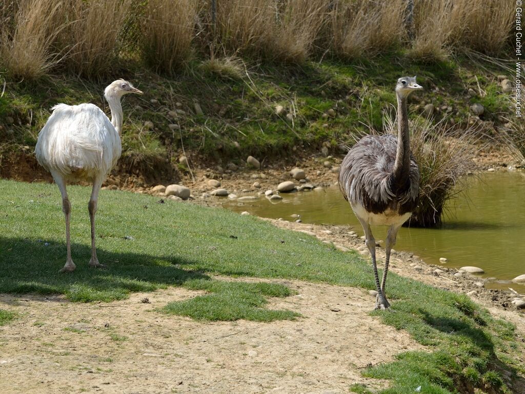 Greater Rhea