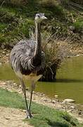 Greater Rhea