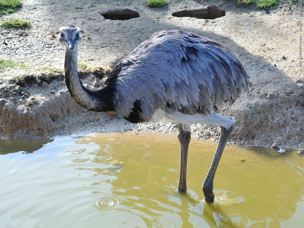 Greater Rhea