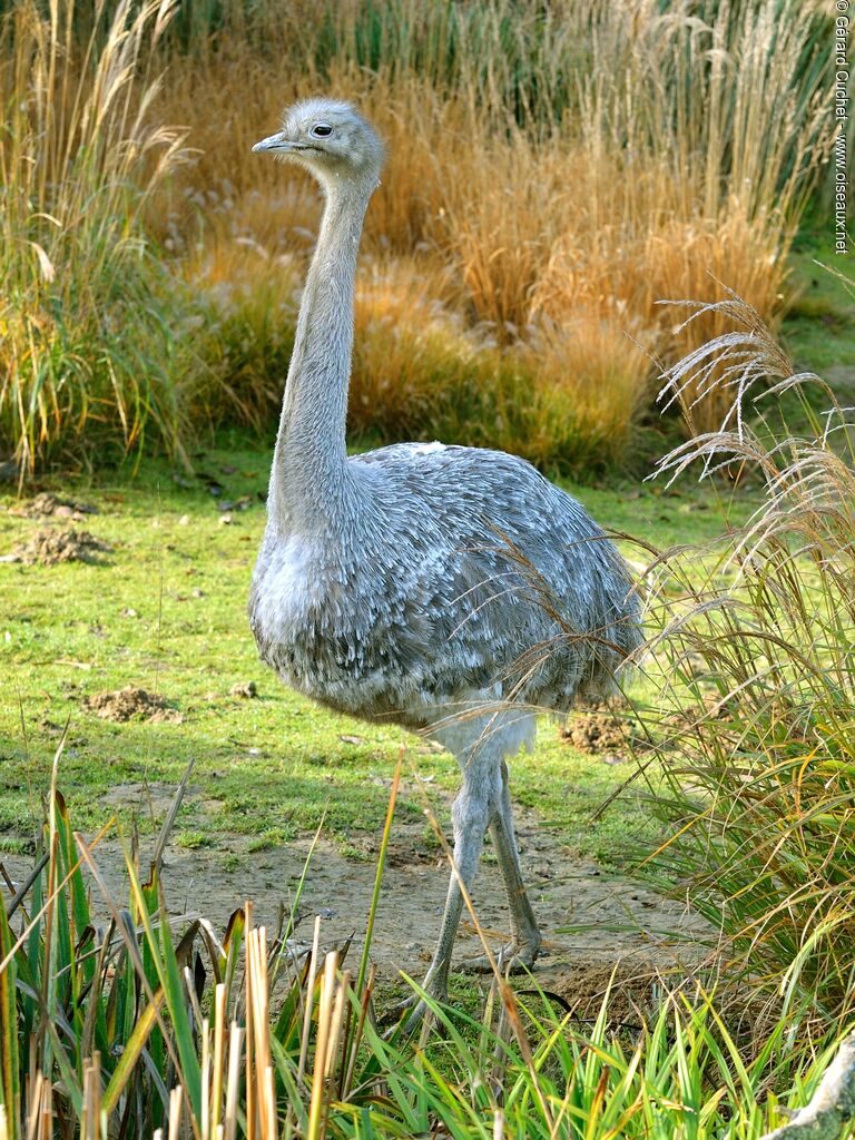 Lesser Rhea