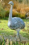 Lesser Rhea