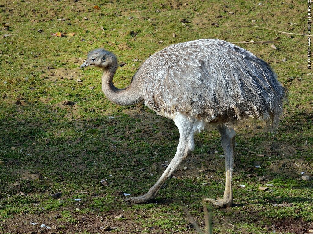 Lesser Rhea