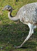 Lesser Rhea