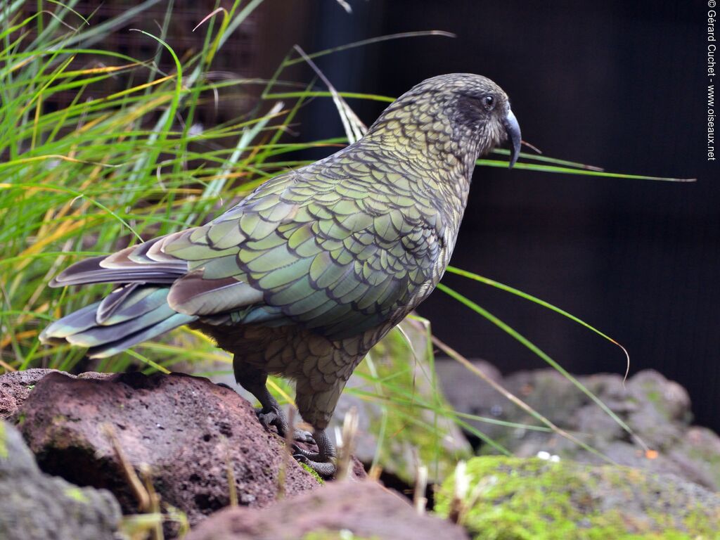 Kea