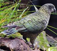 Kea